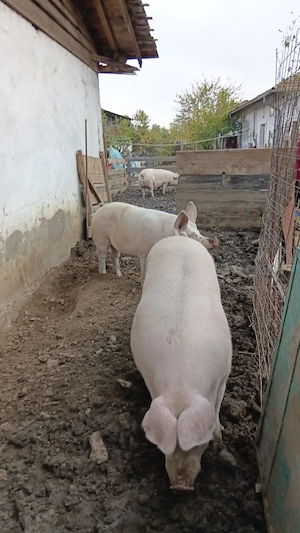 Porci de vânzare!! - imagine 2