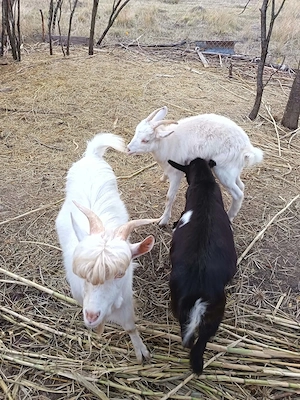 Vindem 2 ieduțe și un țap  - imagine 2