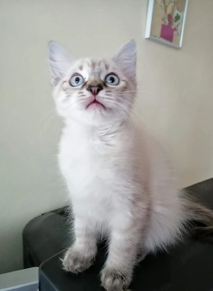 Fetiță Ragdoll 