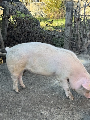 Vand porc crescut natural - imagine 3
