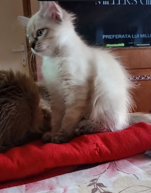 Ragdoll linx point 