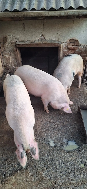 Porci pentru Craciun , duroc cu petrean !  - imagine 4