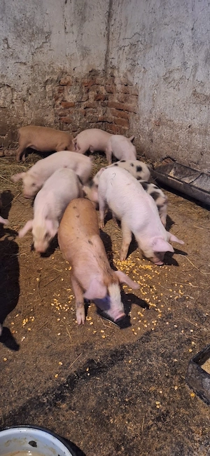 Purcei duroc cu petrean !  - imagine 4