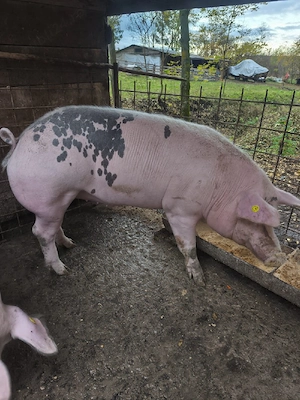 porc  de carne - imagine 3