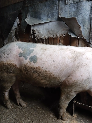 O purcea de 150kg si un purcel de 2 luni - imagine 5
