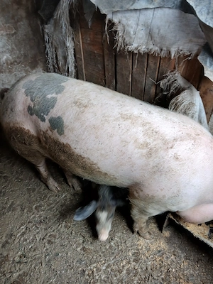 O purcea de 150kg si un purcel de 2 luni - imagine 2