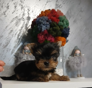 Fetita yorkshire terrier toy! - imagine 4