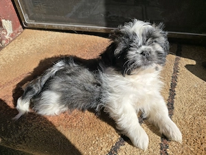 Baietel shih Tzu - imagine 2