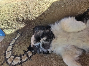 Baietel shih Tzu - imagine 5