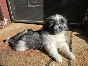 Baietel shih Tzu - imagine 3