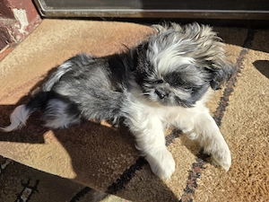 Baietel shih Tzu
