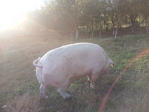 De vînzare porci mari crescuți cu porumb ,au peste 300de kg ,prețul este 10 lei negociabil la telefo - imagine 4