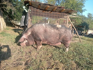De vînzare porci mari crescuți cu porumb ,au peste 300de kg ,prețul este 10 lei negociabil la telefo - imagine 2
