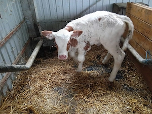 Vitea bălțată Simmental 