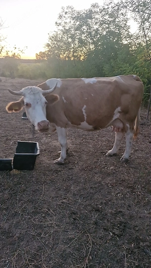 vaca de vânzare 
