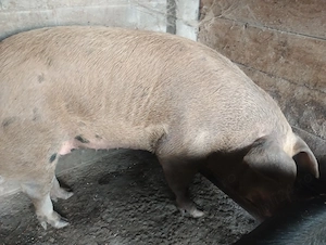 Vând porc de aproximativ 300 kg - imagine 3