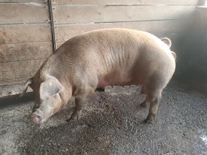 Vând porc de aproximativ 300 kg