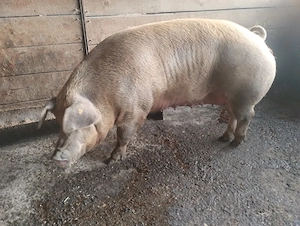 Vând porc de aproximativ 300 kg - imagine 2