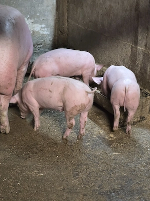 Vând purcei Marele Alb cu Landrace. - imagine 3