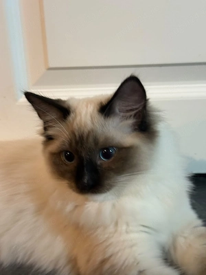 Motănel Ragdoll își caută căsuța nouă.  - imagine 2
