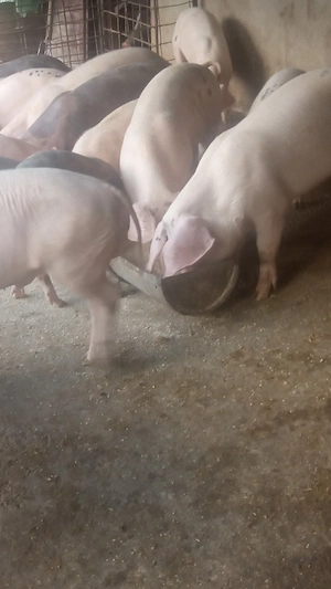 purcei de vânzare 