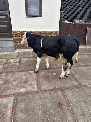 Vițel de vânzare