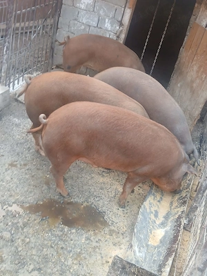 De vânzare porci!