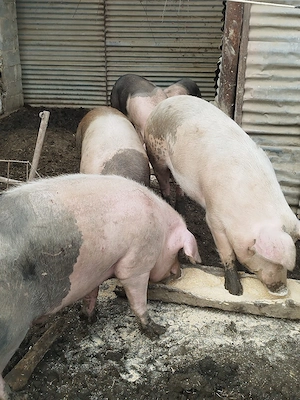 vand porci