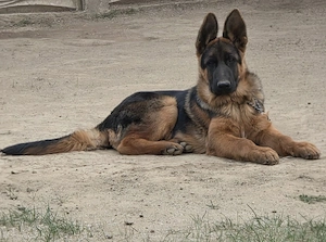 Vând pui Ciobănesc German (mascul)vârstă 5 luni si jumatate cu Pedigree 