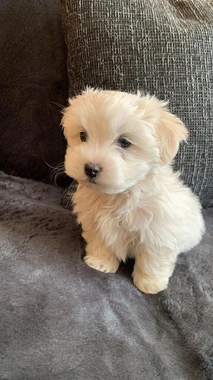 Bischon maltez 2 luni  - imagine 4