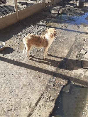 De Vănzare Căței Saint-Bernard - imagine 2