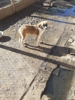 De Vănzare Căței Saint-Bernard
