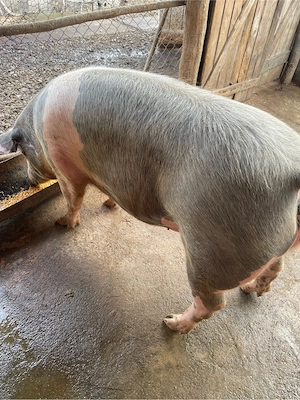 Vand purcea 250kg - imagine 4