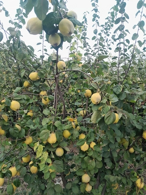 Gutui Bio De Vanzare