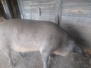 Porci de vânzare  - imagine 2