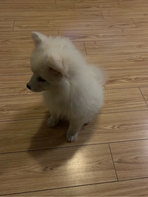 Pui de Pomeranian Spitz - imagine 4
