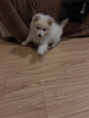 Pui de Pomeranian Spitz - imagine 3