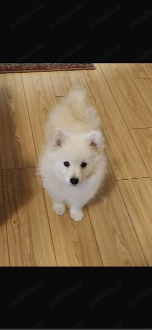 Pui de Pomeranian Spitz - imagine 5