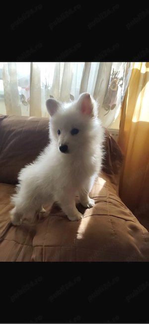 Pui de Pomeranian Spitz