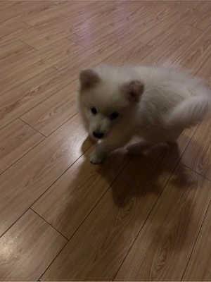 Pui de Pomeranian Spitz - imagine 2