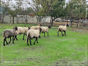 Berbecuti și oi de rasa bulgărești de vanzare