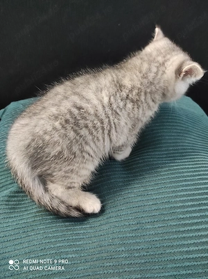 vand pui british Shorthair  - imagine 2
