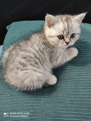 vand pui british Shorthair  - imagine 5