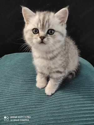 vand pui british Shorthair  - imagine 4