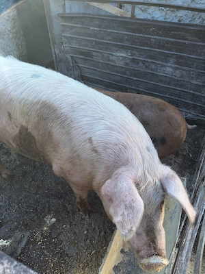 Vând porc de carne