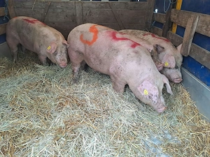 vând porci grași 