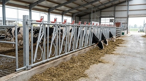 Bara hrana la vaci.fronturi pentru bovine vaci . Iesle vitei  - imagine 2