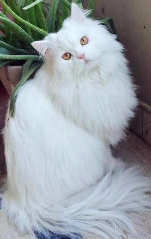 British Longhair Fetiță  - imagine 2