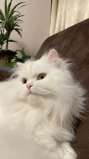 British Longhair Fetiță  - imagine 3