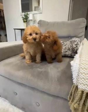 Maltipoo toy 